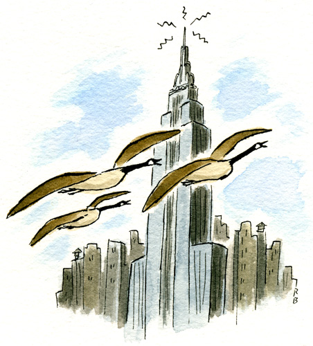 Canada Geese