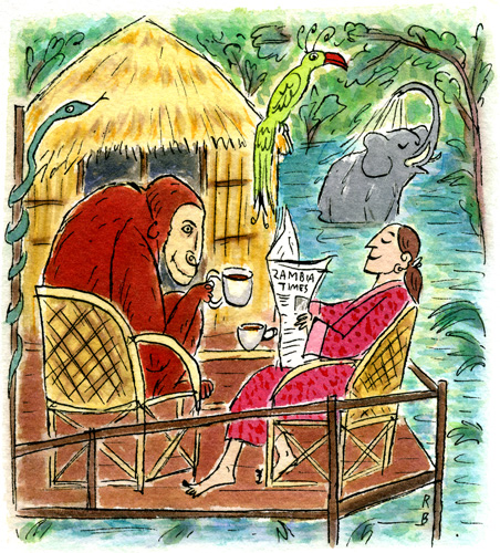 Jungle B+B 