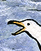 Singing seagulls by Roxanna Bikadoroff